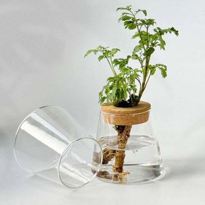 Volcano Glass Plant Vase Hydroponic