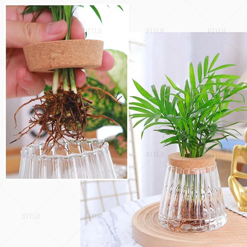 Volcano Glass Plant Vase Hydroponic